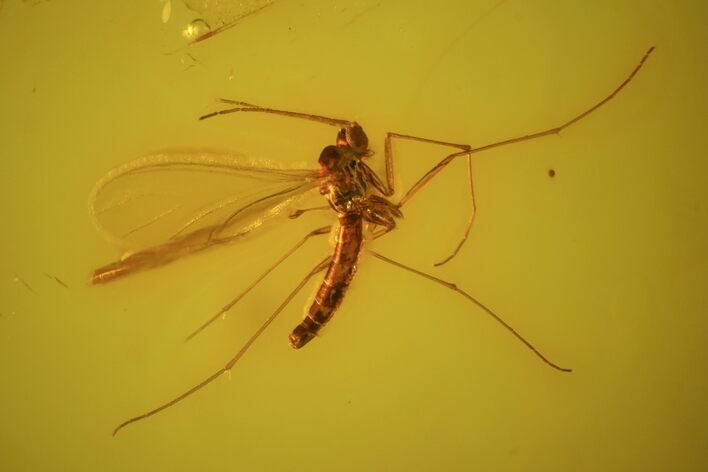 Fossil Fly (Diptera) In Baltic Amber #58098